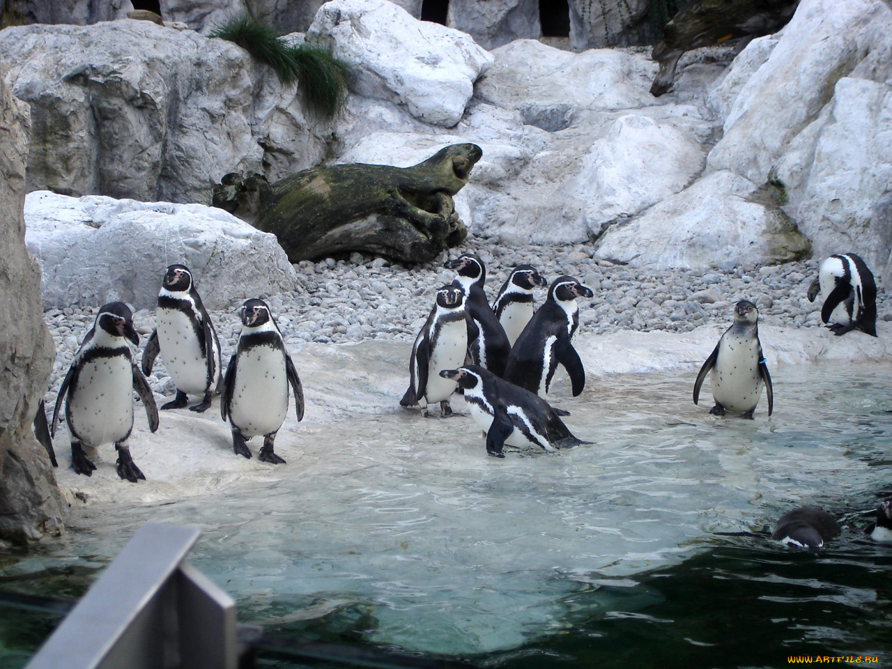животные, пингвины