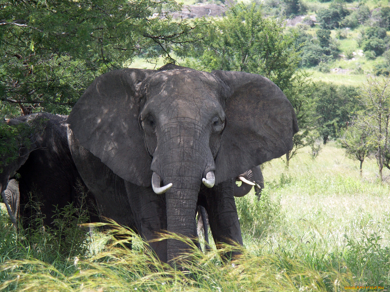 животные, слоны