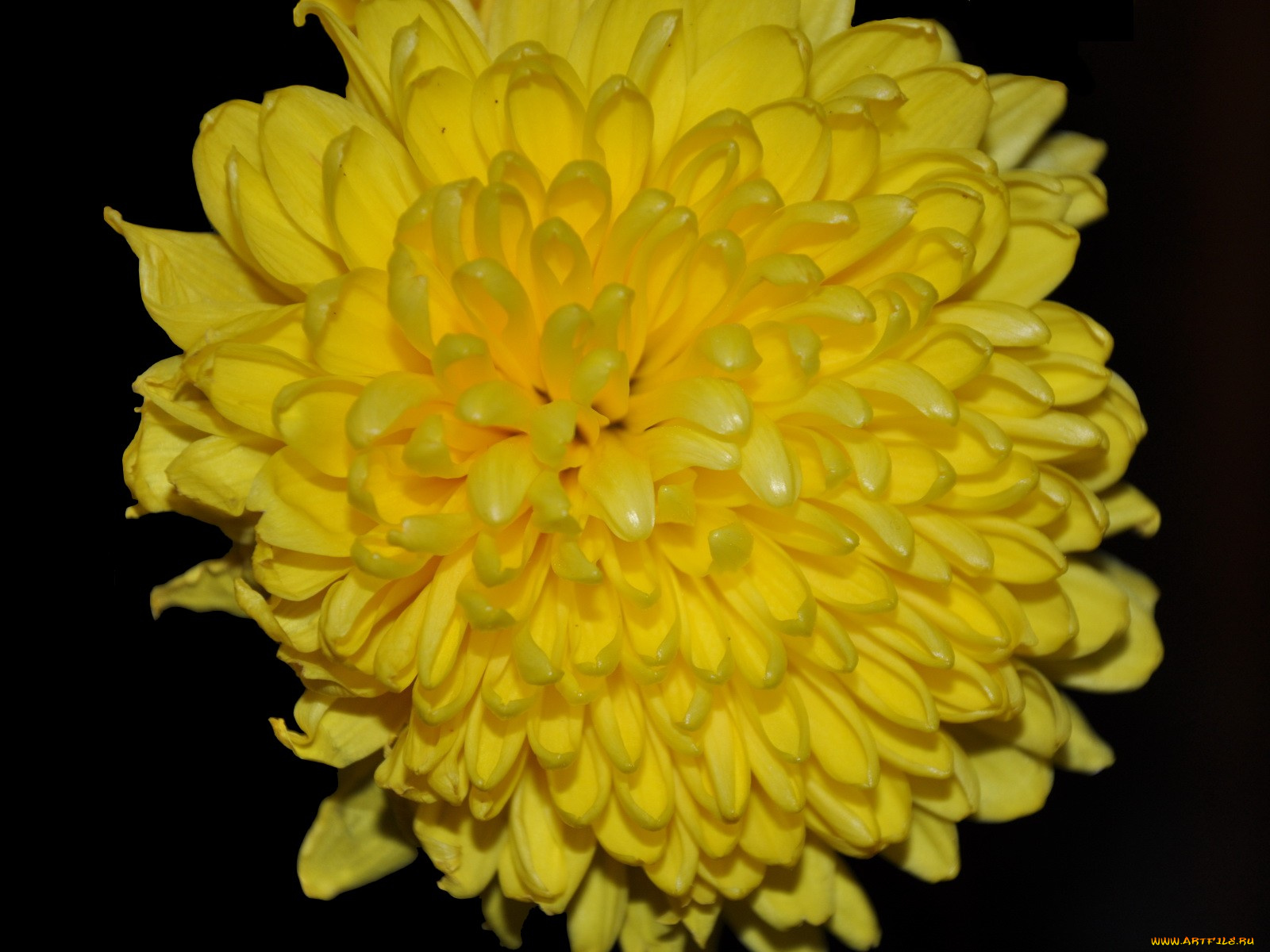 цветы, хризантемы