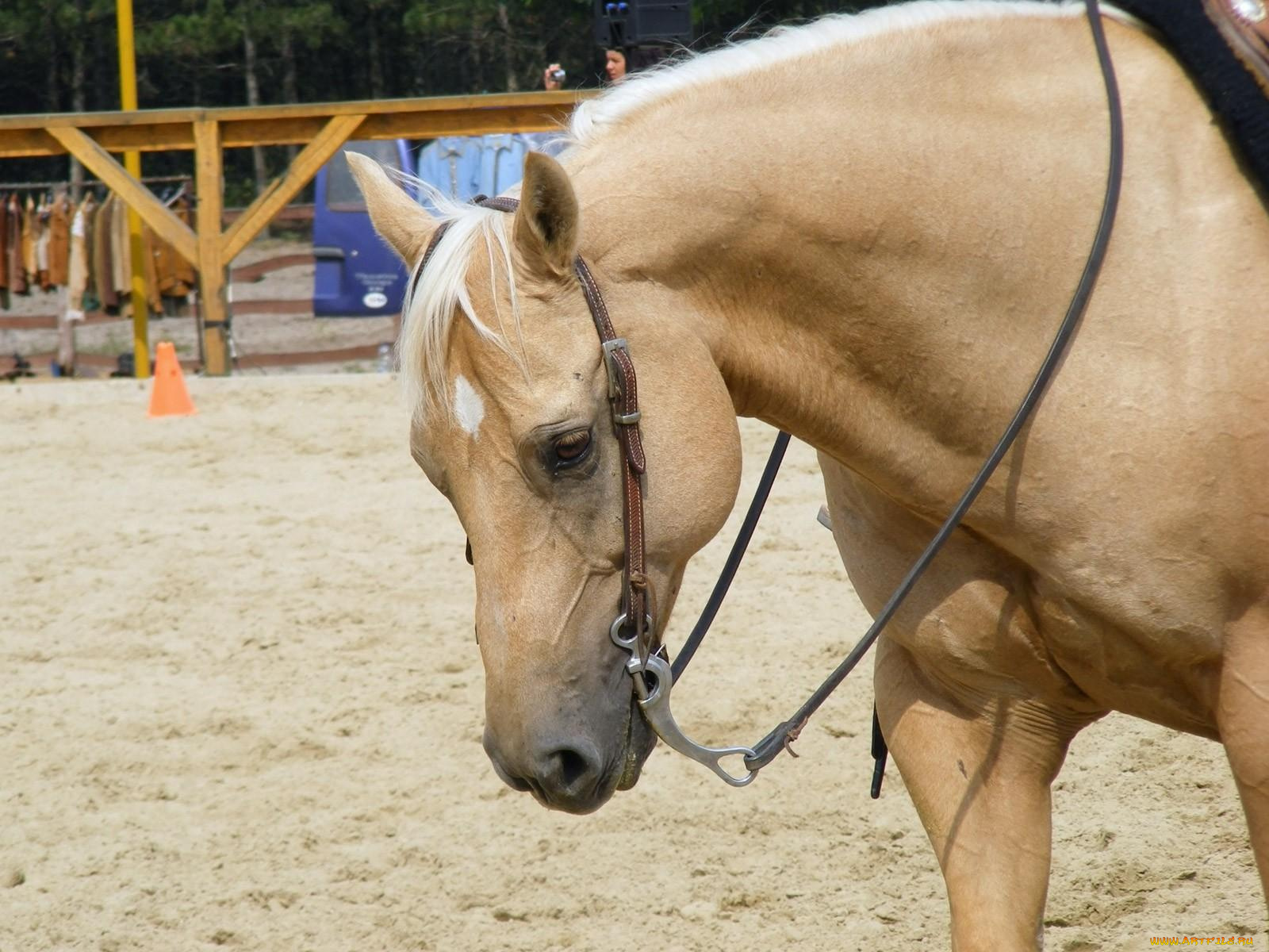 животные, лошади