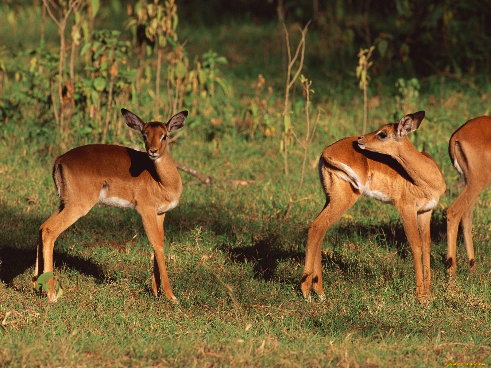 животные, олени
