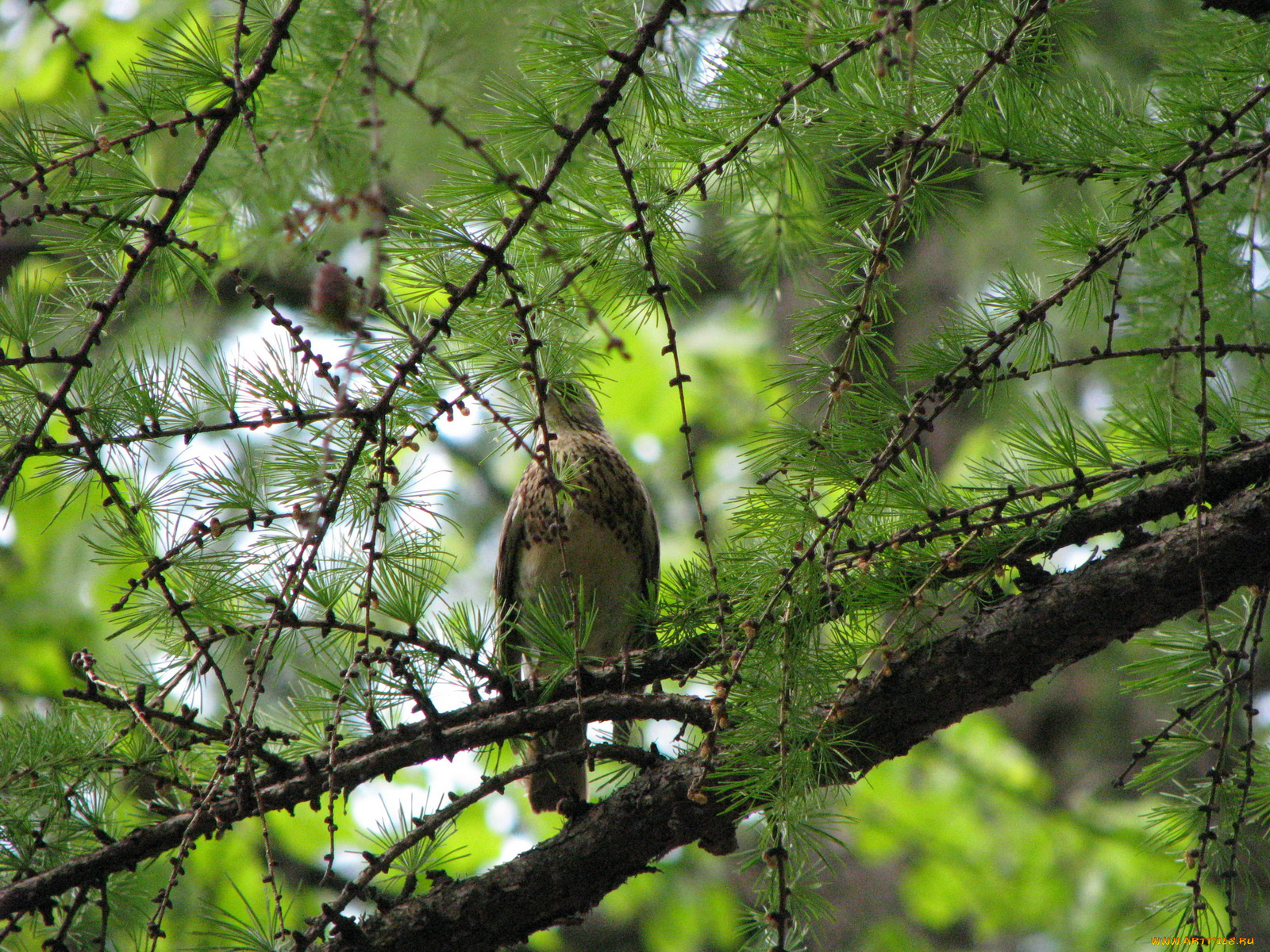 животные, птицы