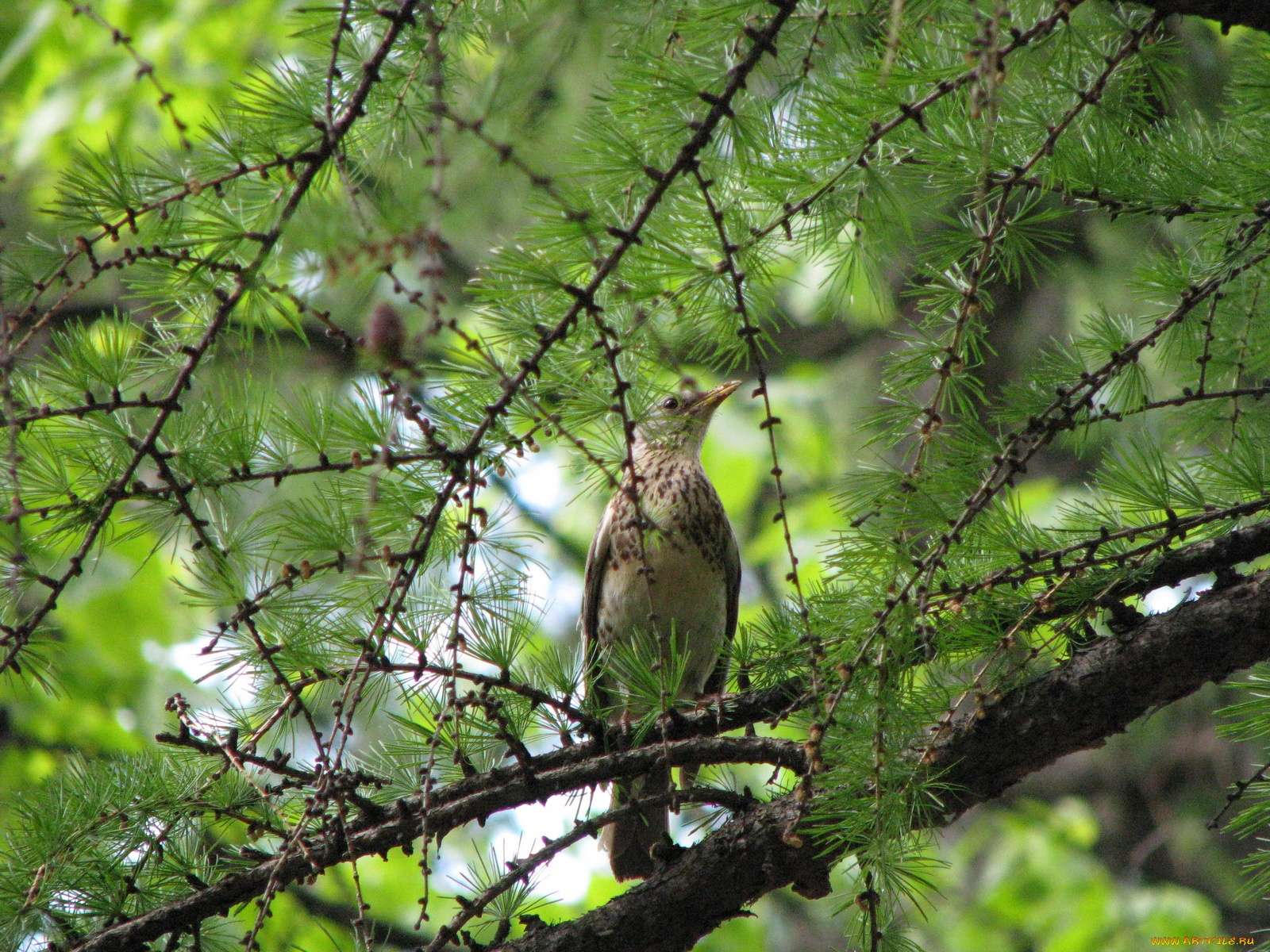 животные, птицы