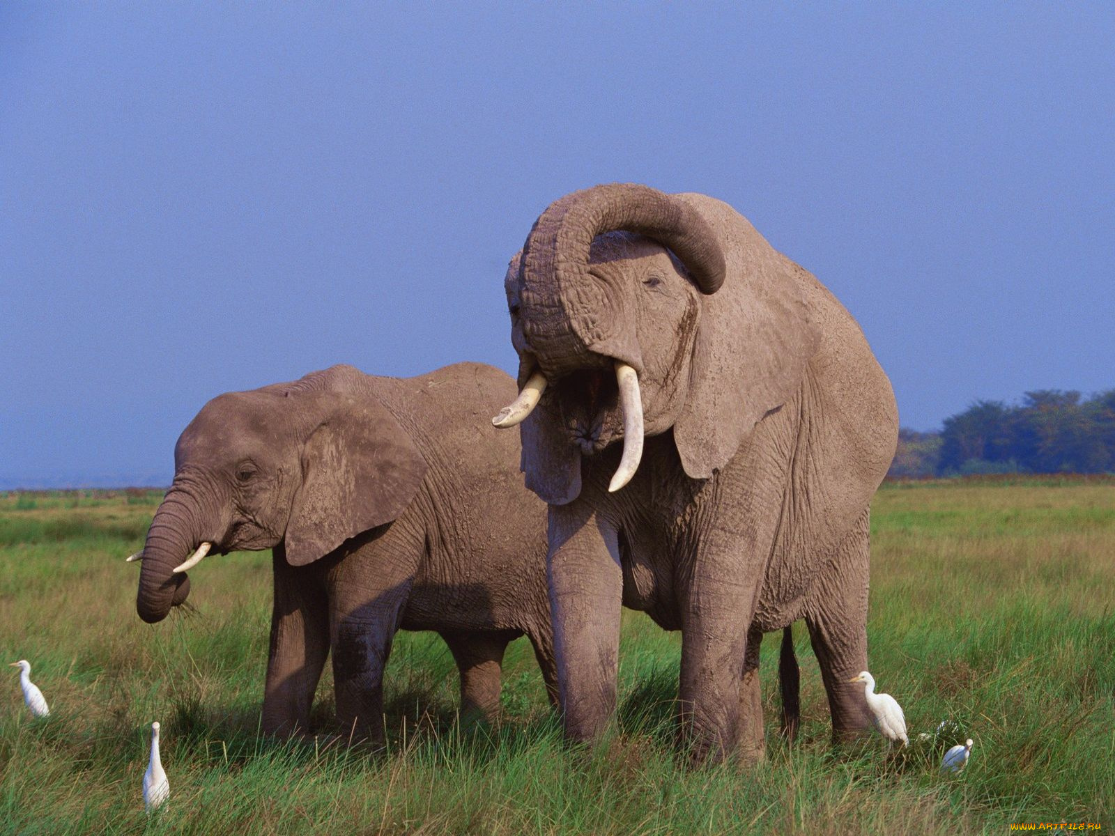 животные, разные, вместе