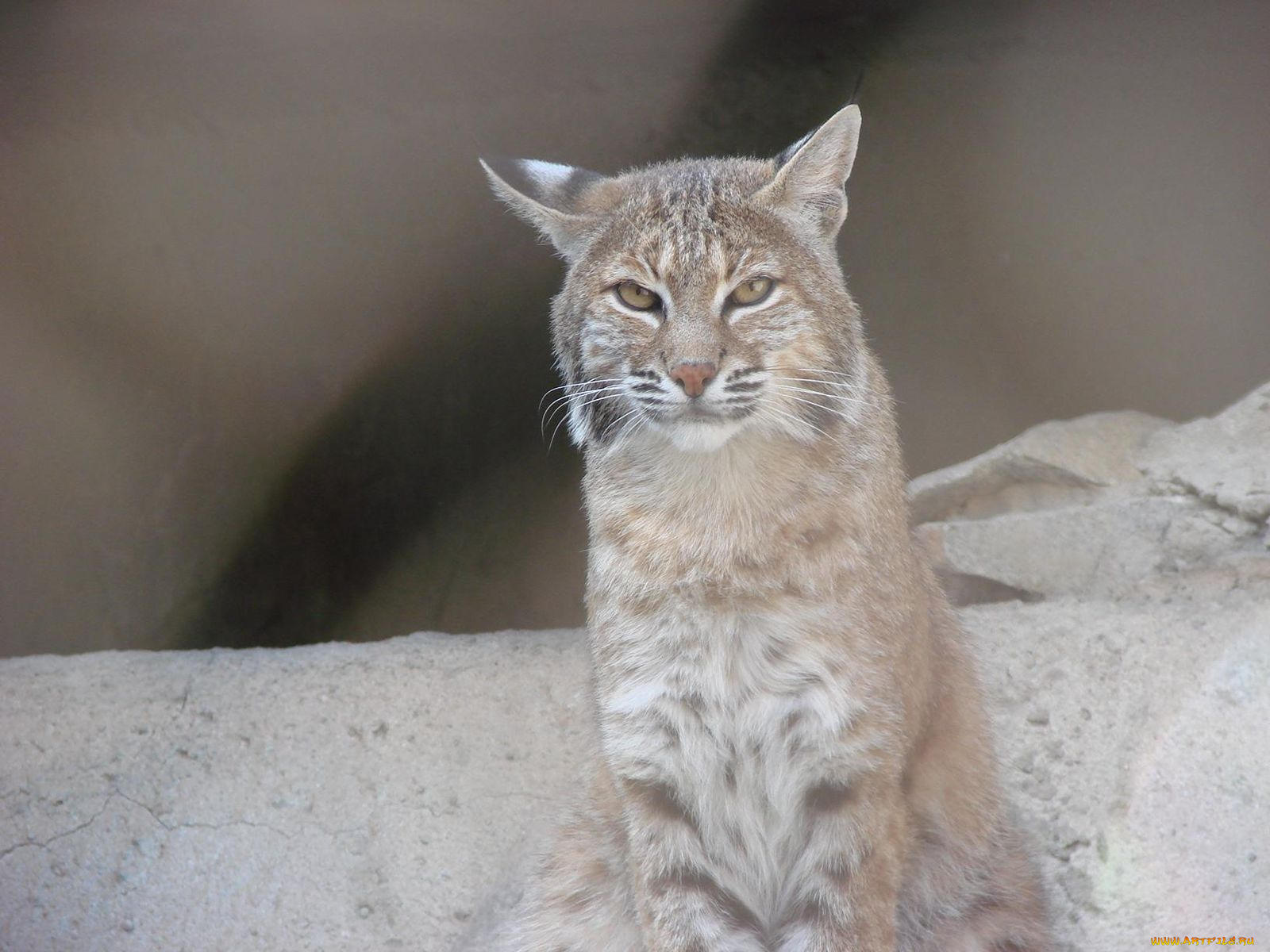 животные, рыси
