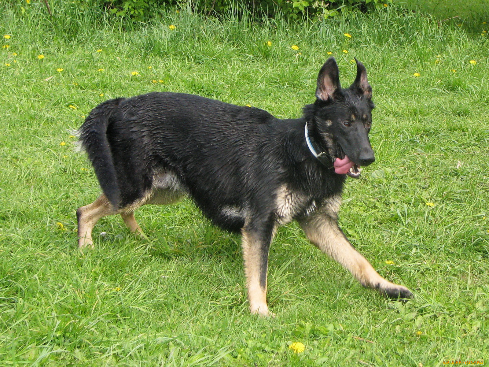 животные, собаки