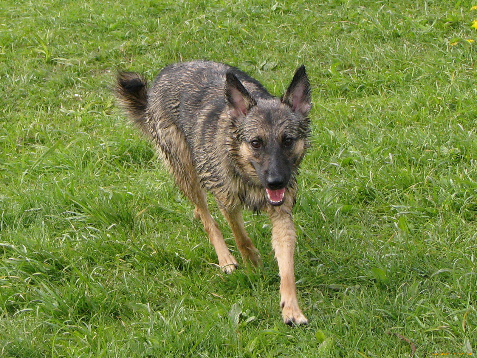 животные, собаки