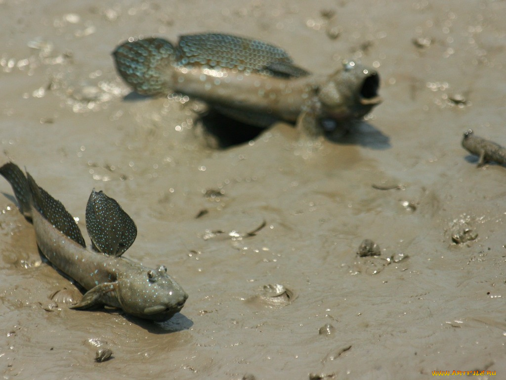 животные, рыбы