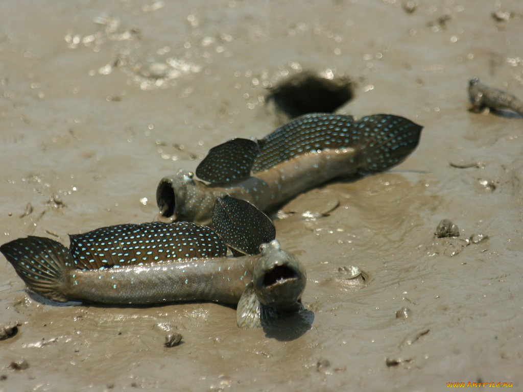 животные, рыбы