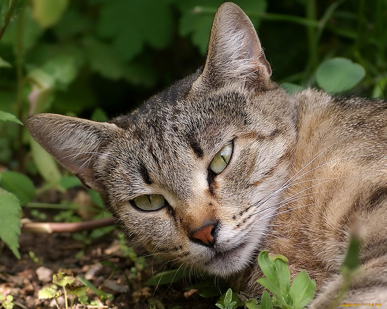 авт, memoria, животные, коты
