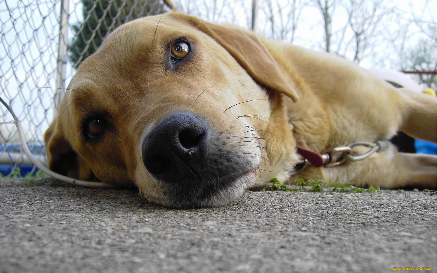 животные, собаки