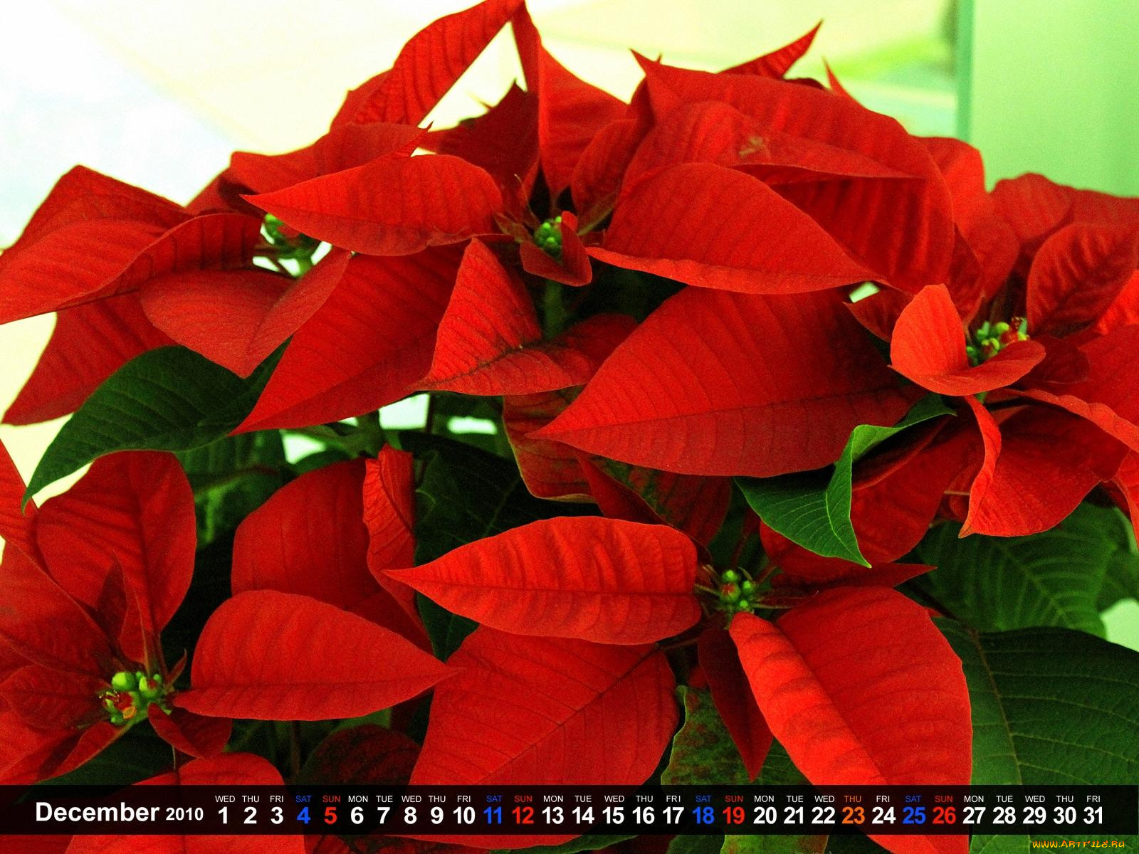 календари, цветы