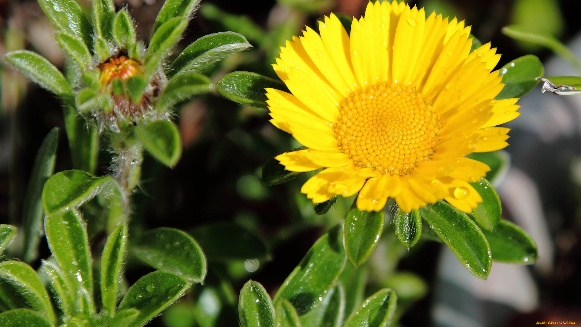 цветы, календула