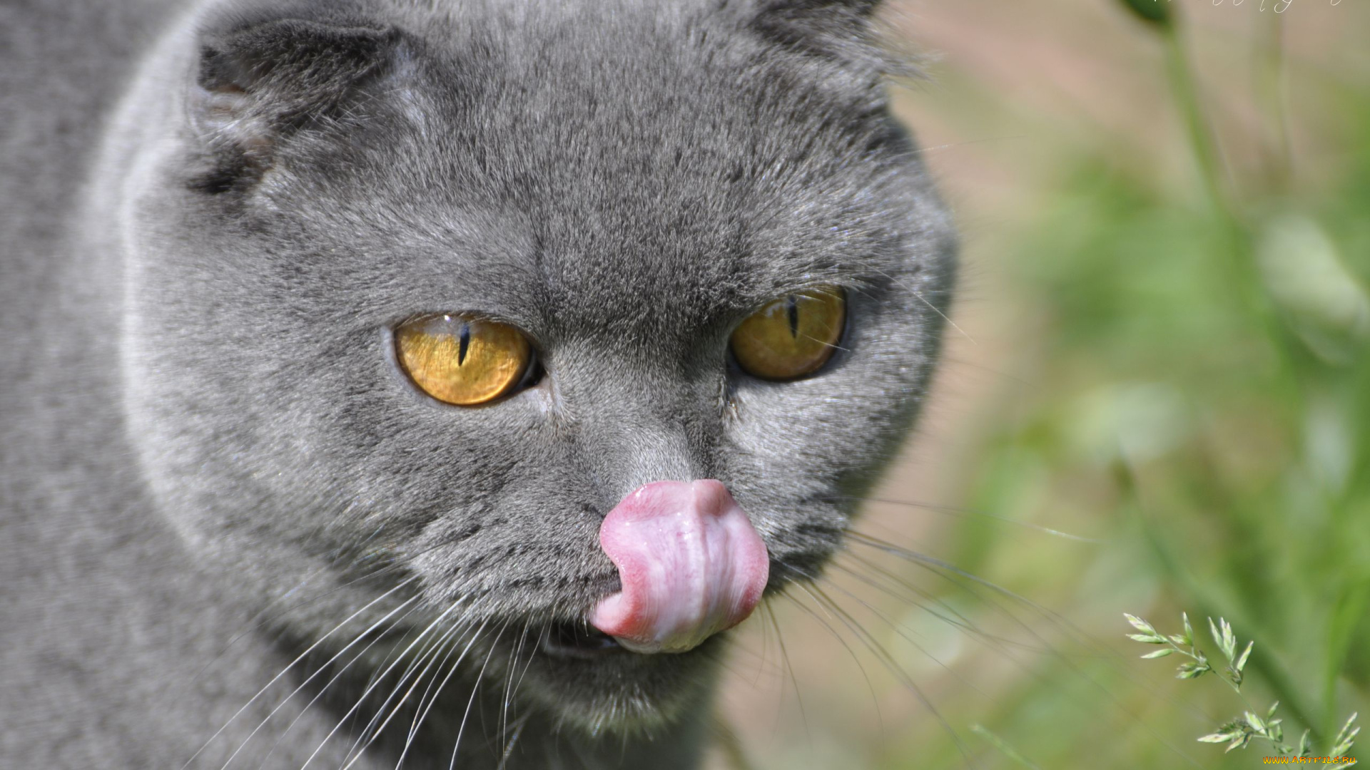 животные, коты