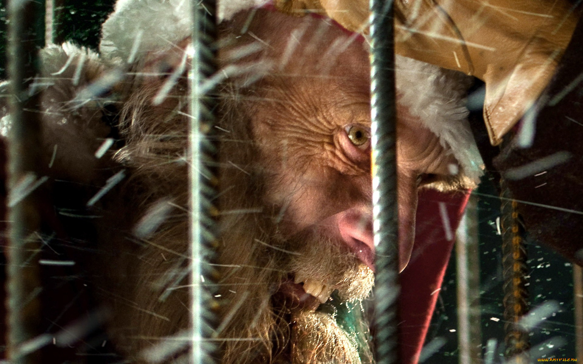 rare, exports, кино, фильмы