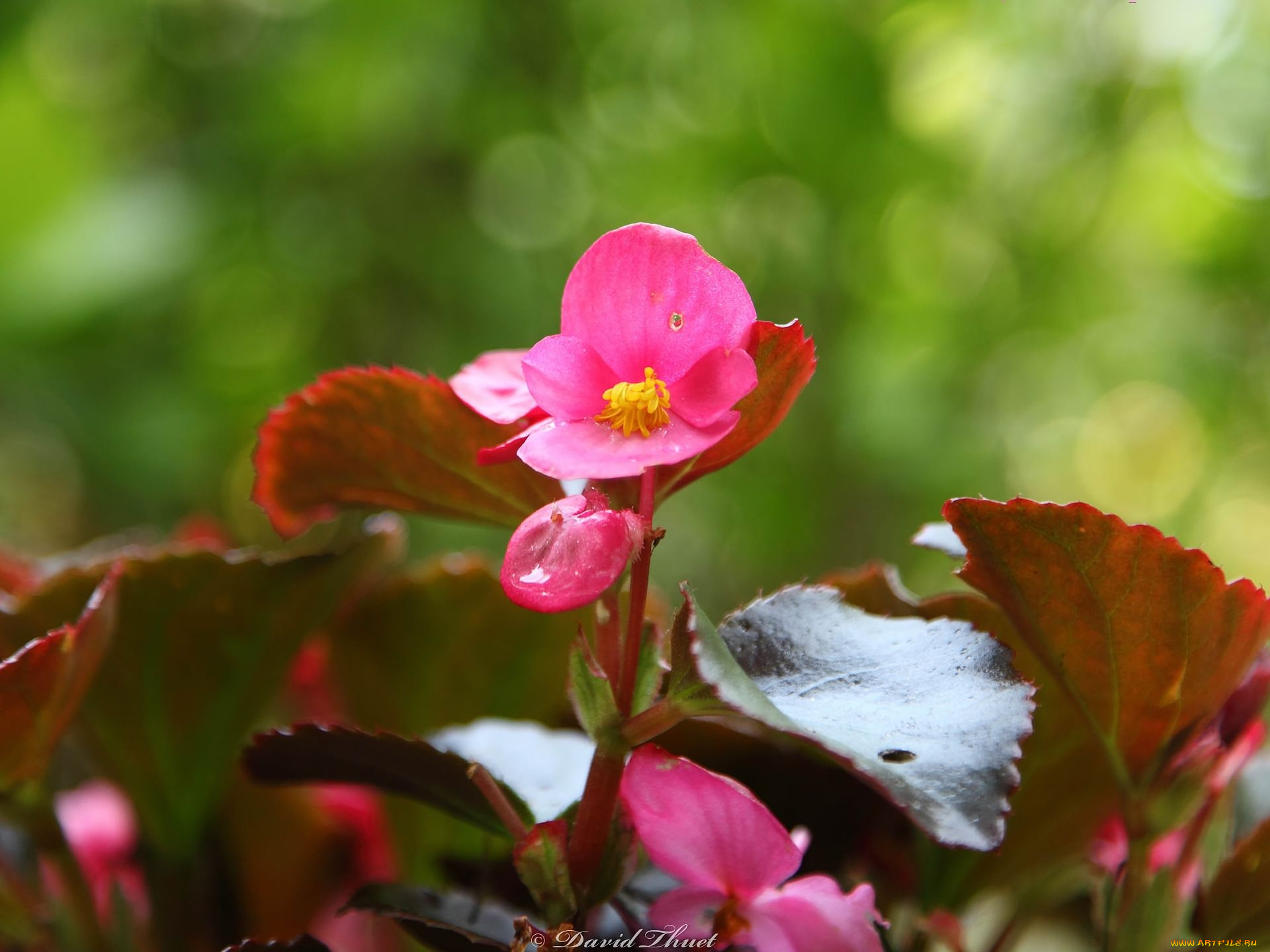 цветы, бегония