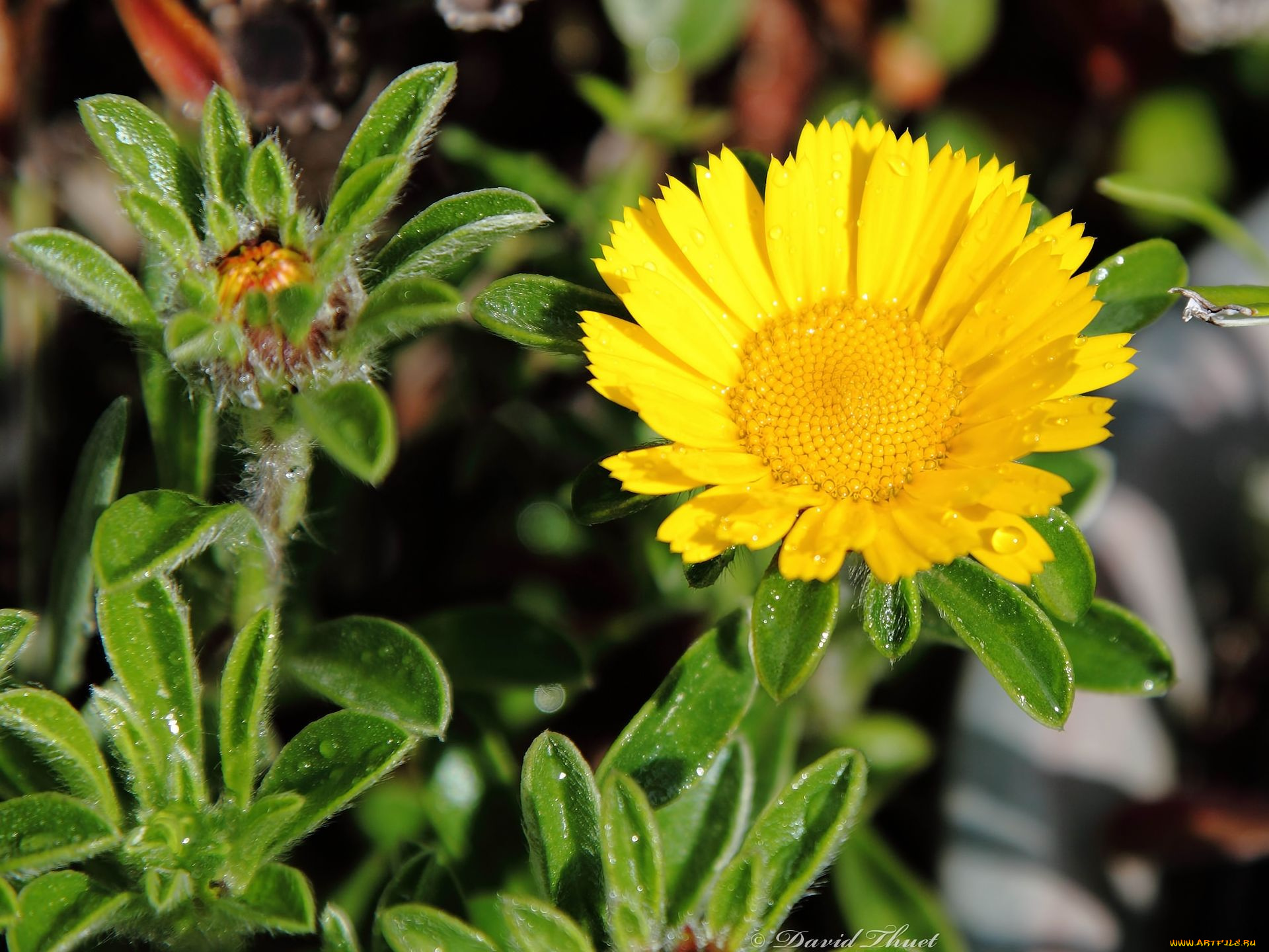 цветы, календула