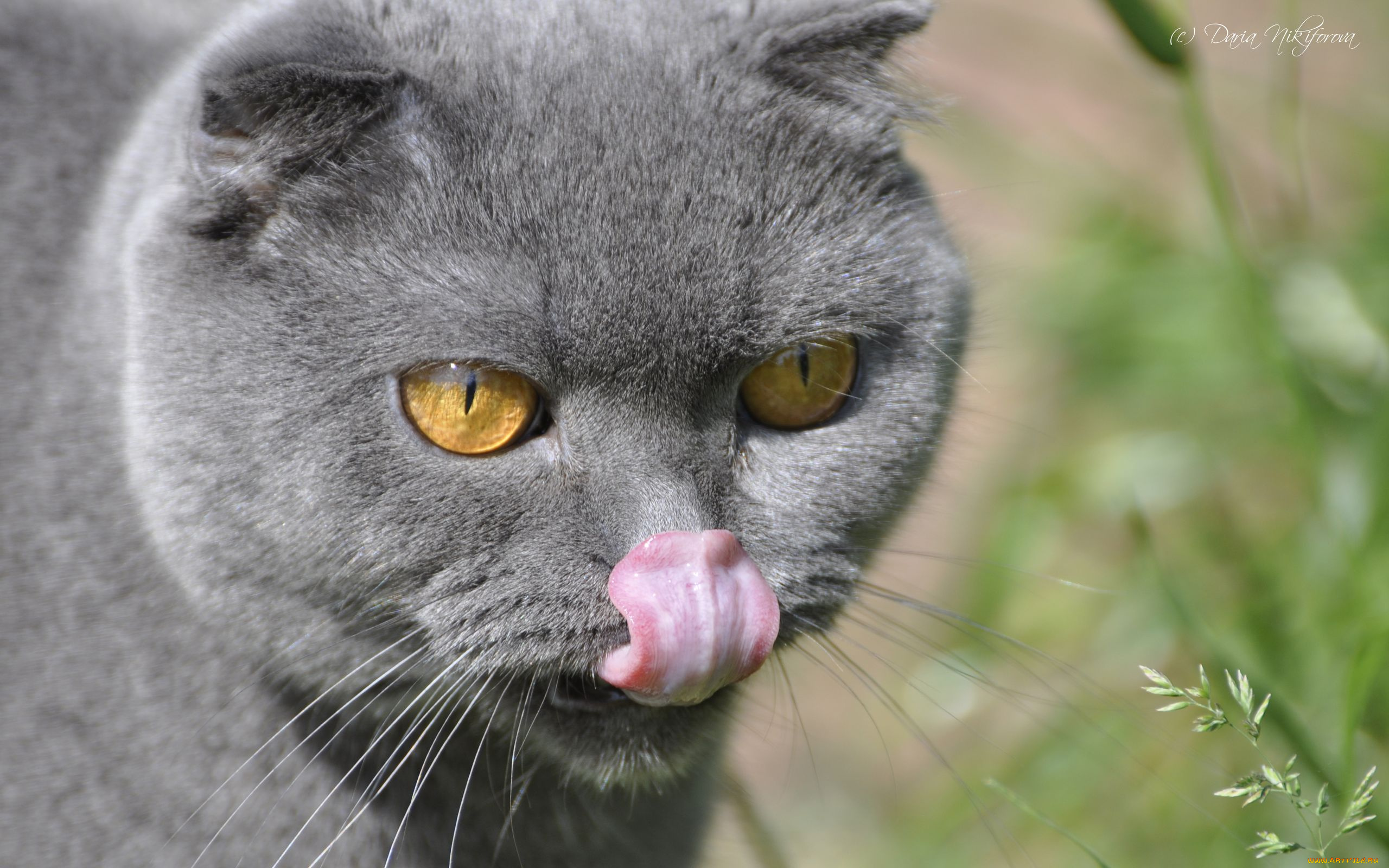 животные, коты