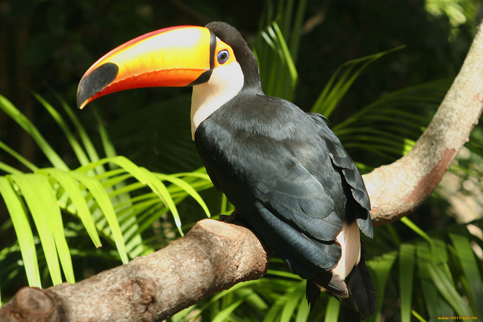 тукан, животные, туканы, черное, оперение