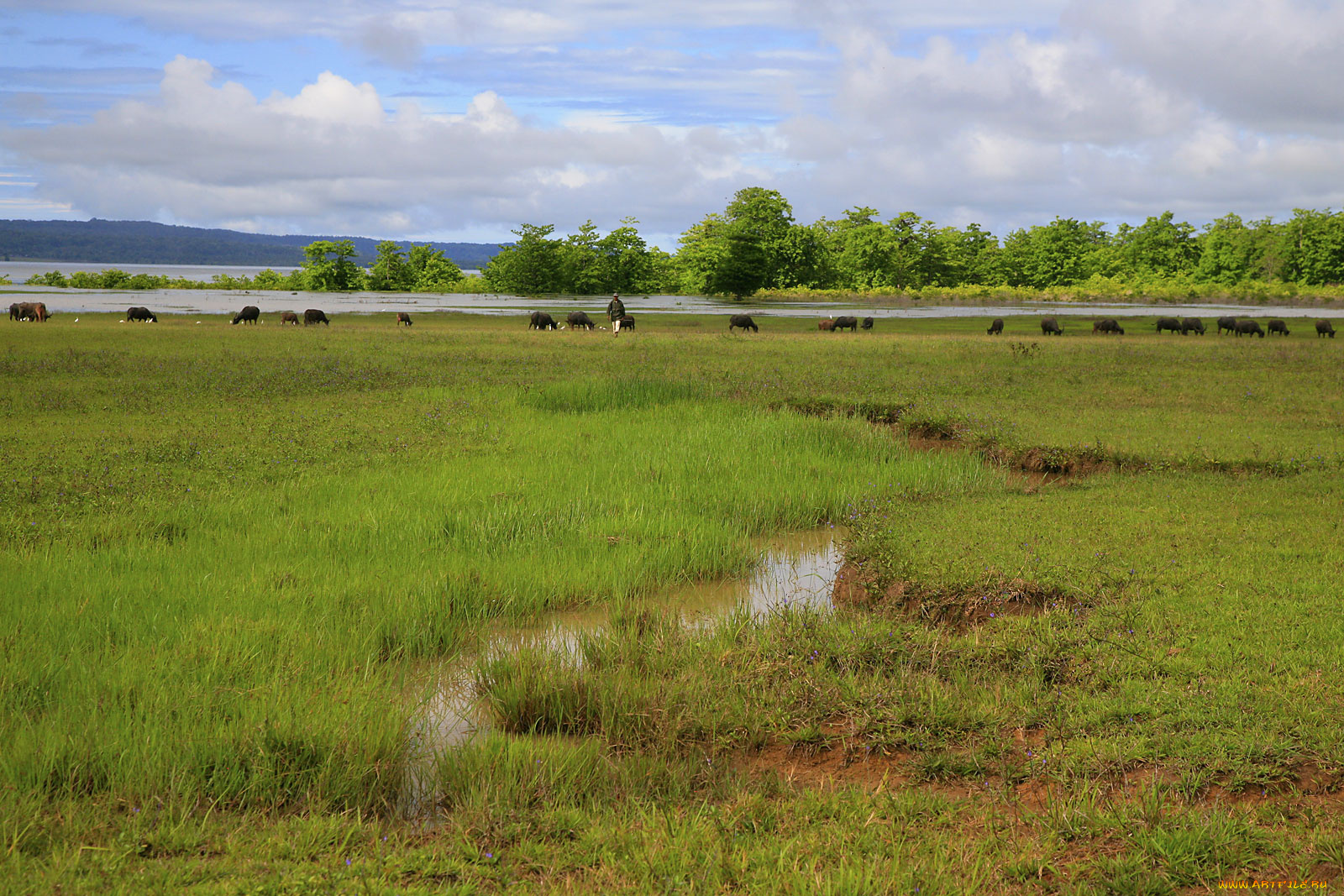 животные, коровы, буйволы, озеро, трава, стадо