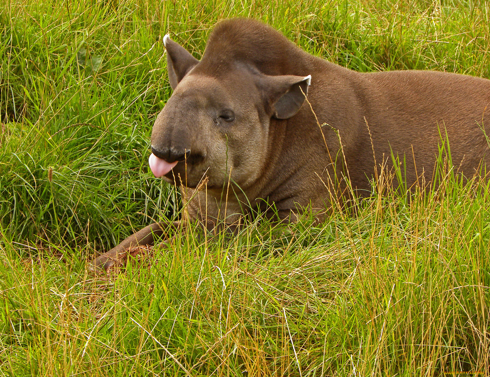 животные, тапиры, трава