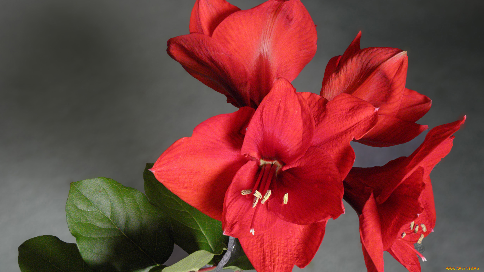 цветы, листья