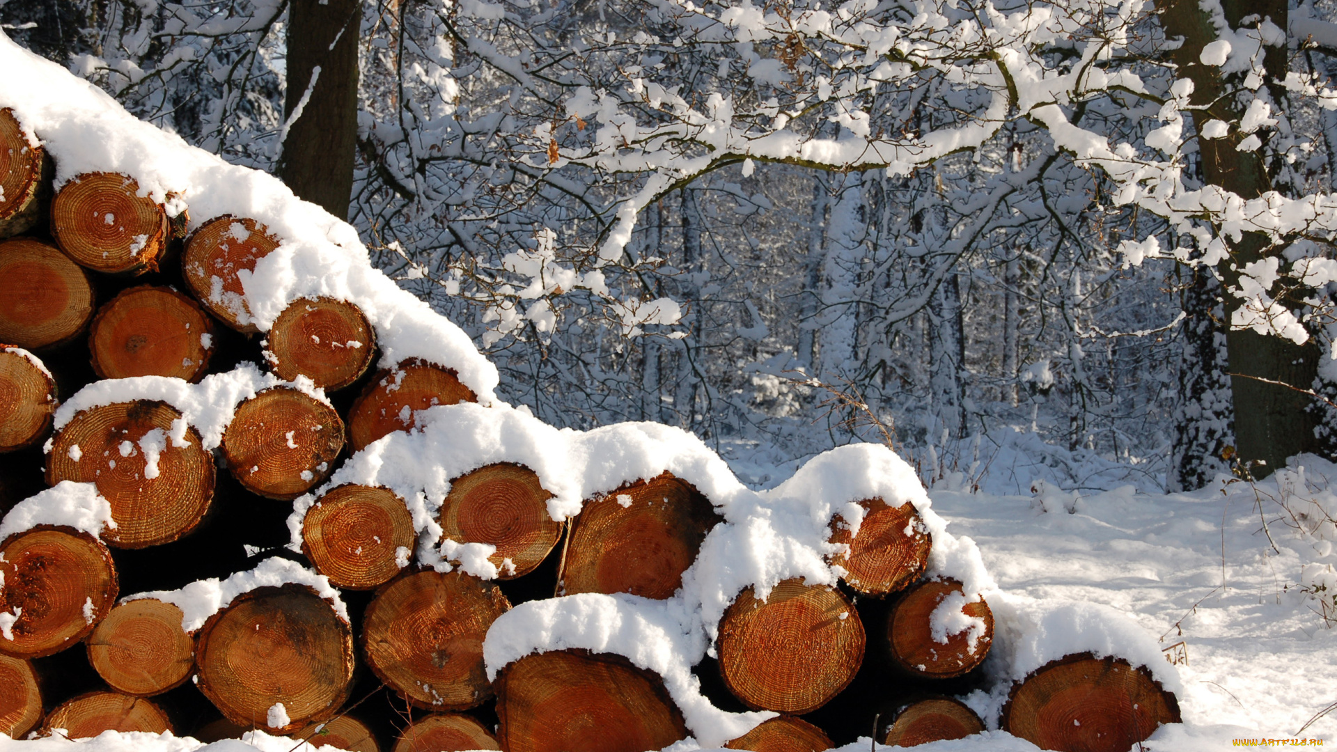 природа, зима, брёвна, снег, лес