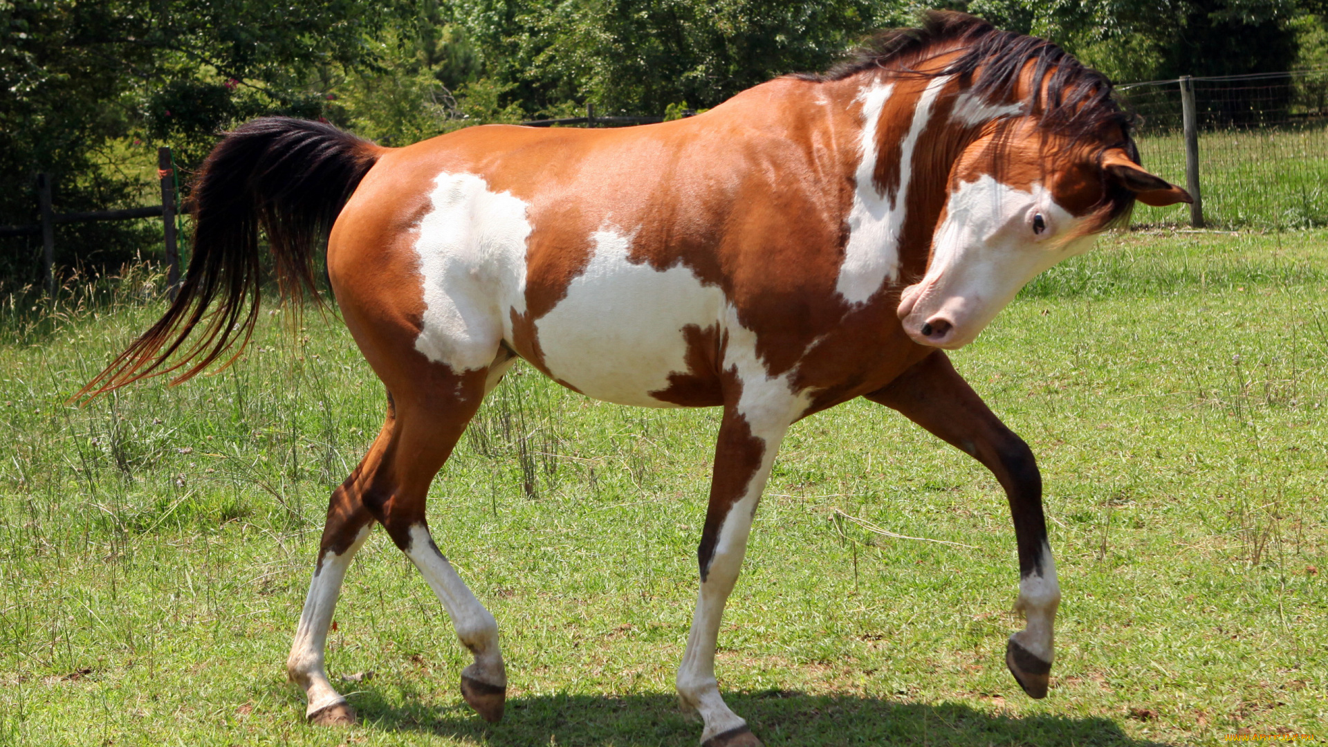 животные, лошади, пегий, конь, лошадь