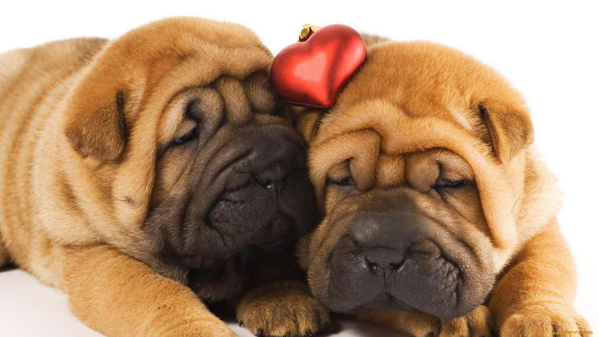 животные, собаки, сердечко, шарпеи