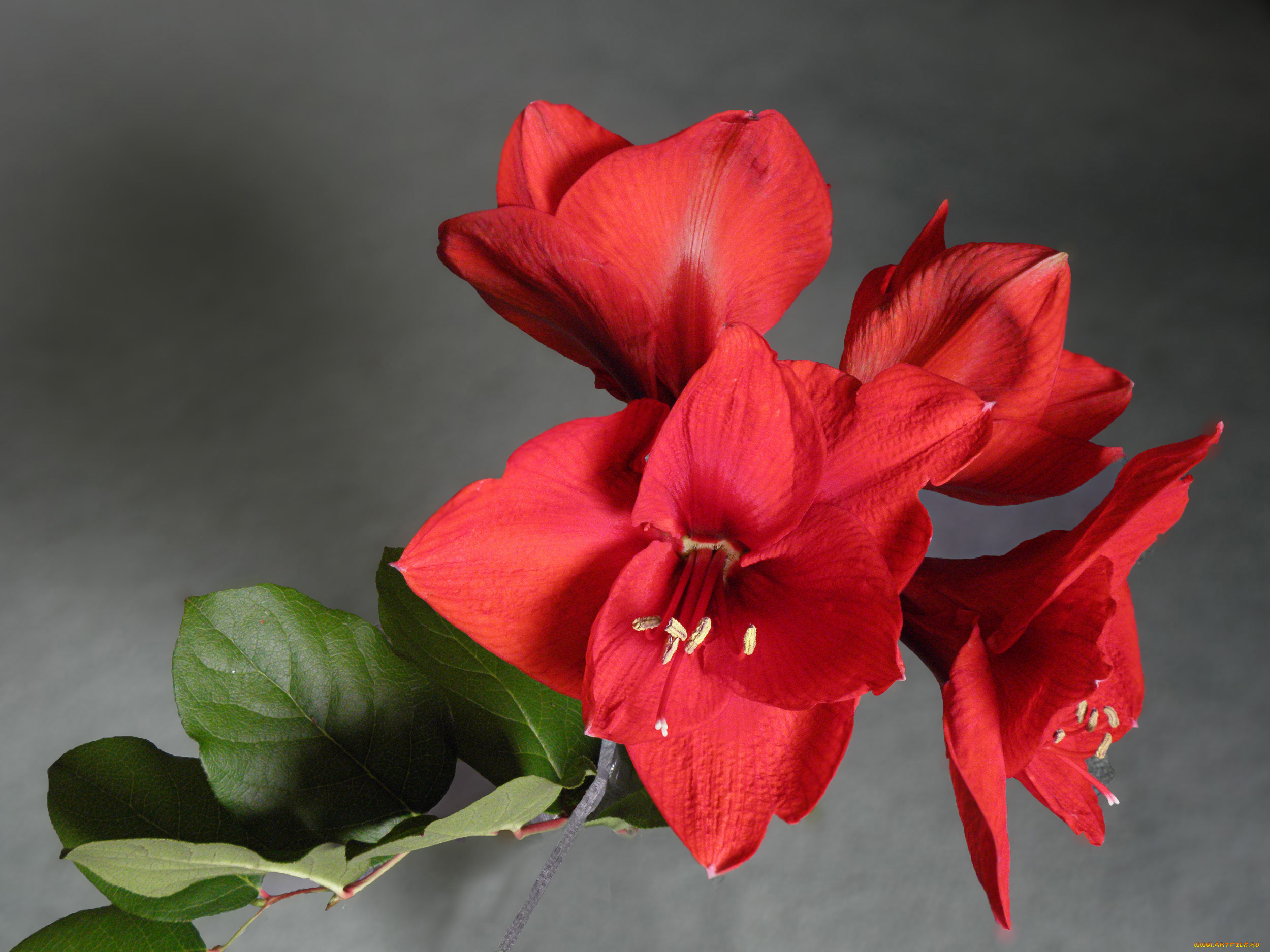 цветы, листья