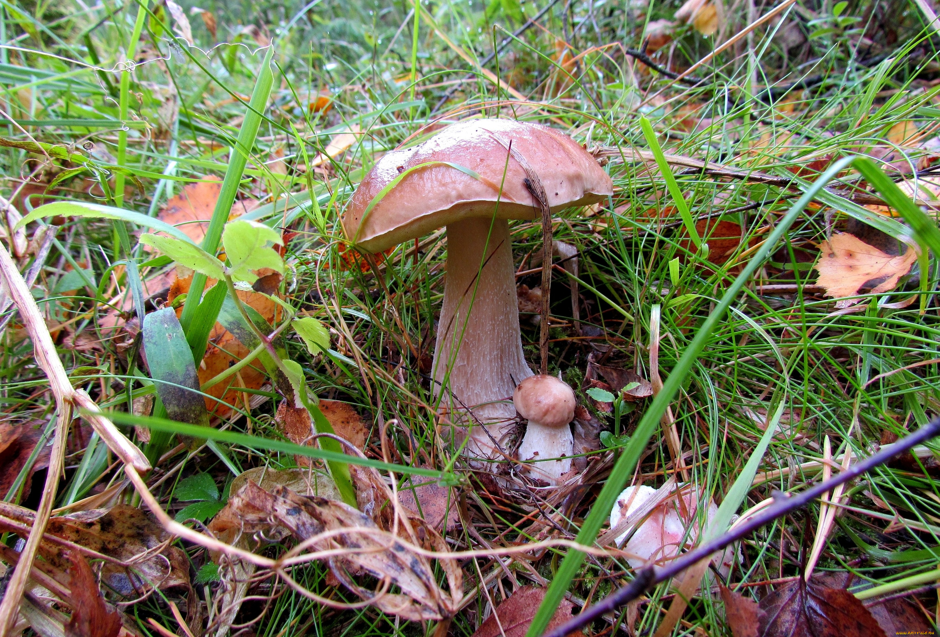 природа, грибы, большой, маленький, белый, гриб, боровик, трава