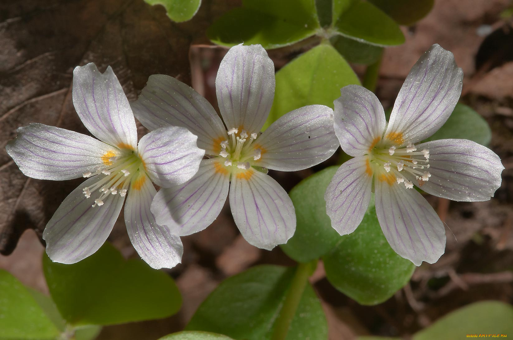 цветы, луговые, полевые, лепестки
