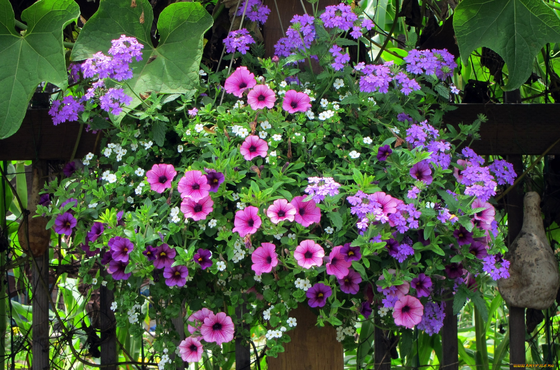 цветы, разные, вместе, петуния, вербена