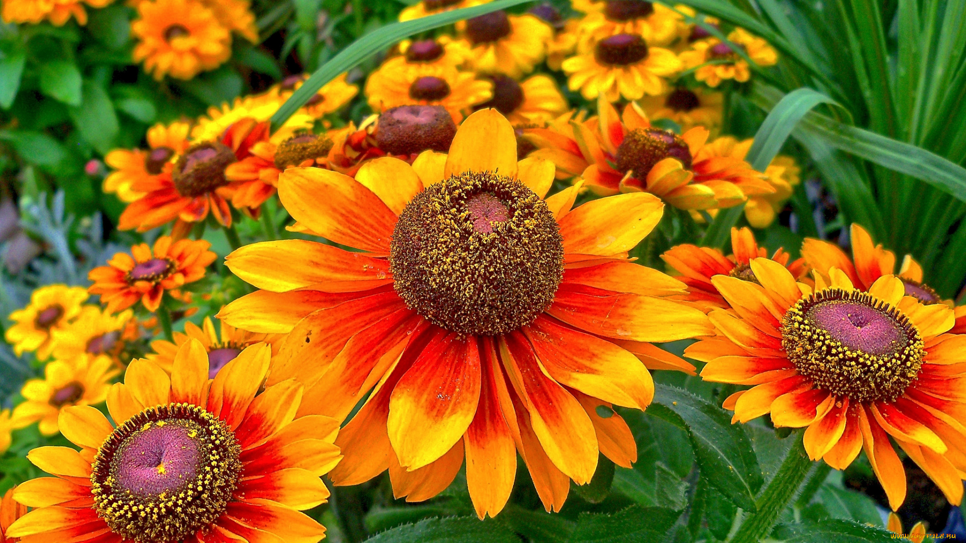 цветы, гайлардии, гелениумы, лепестки