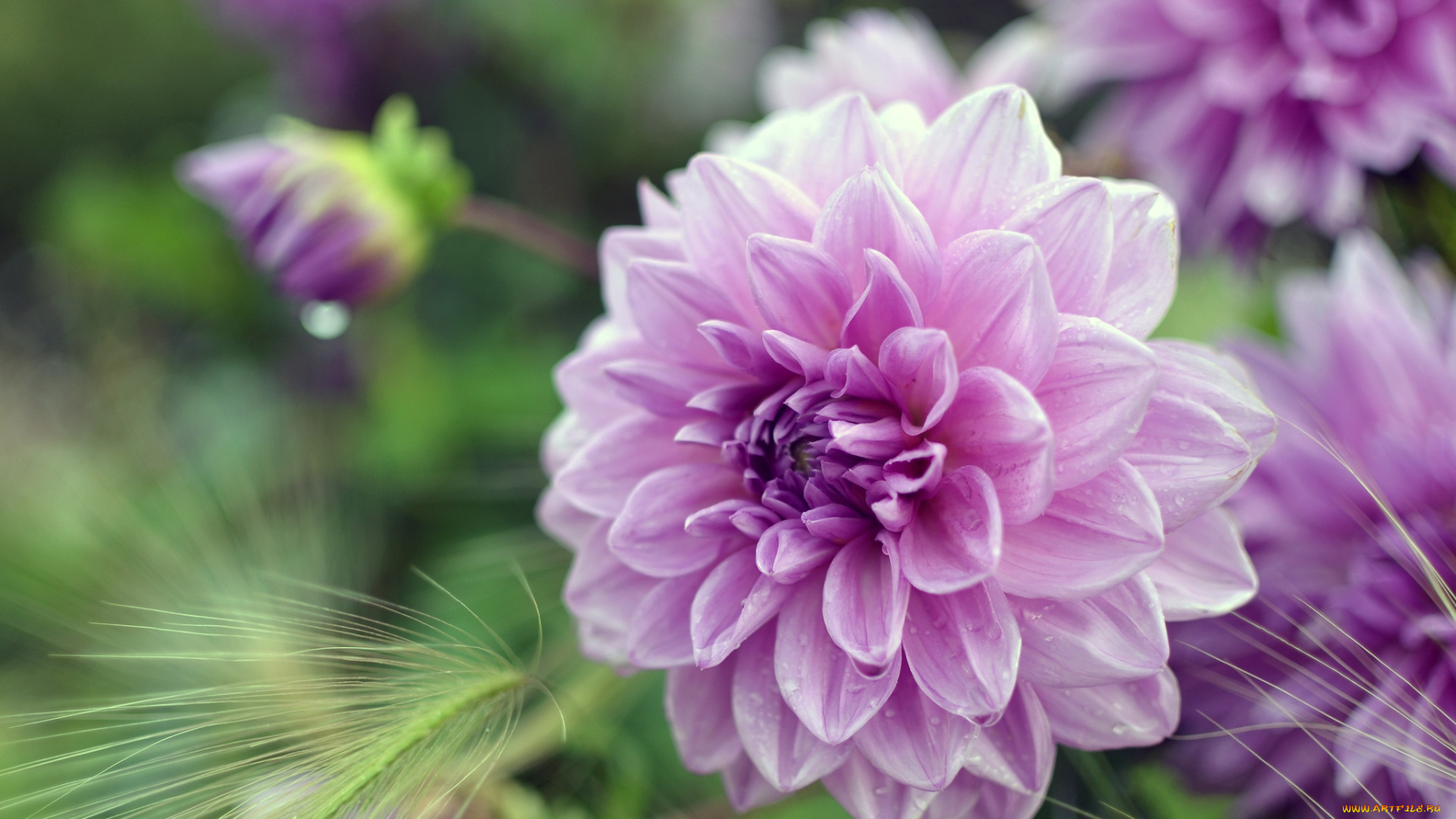 цветы, георгины, розовый