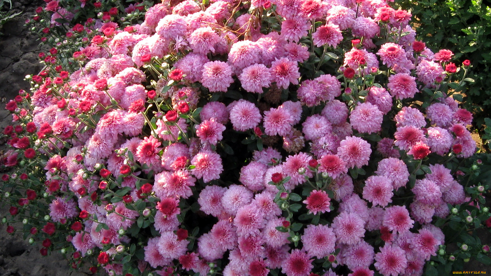 цветы, хризантемы