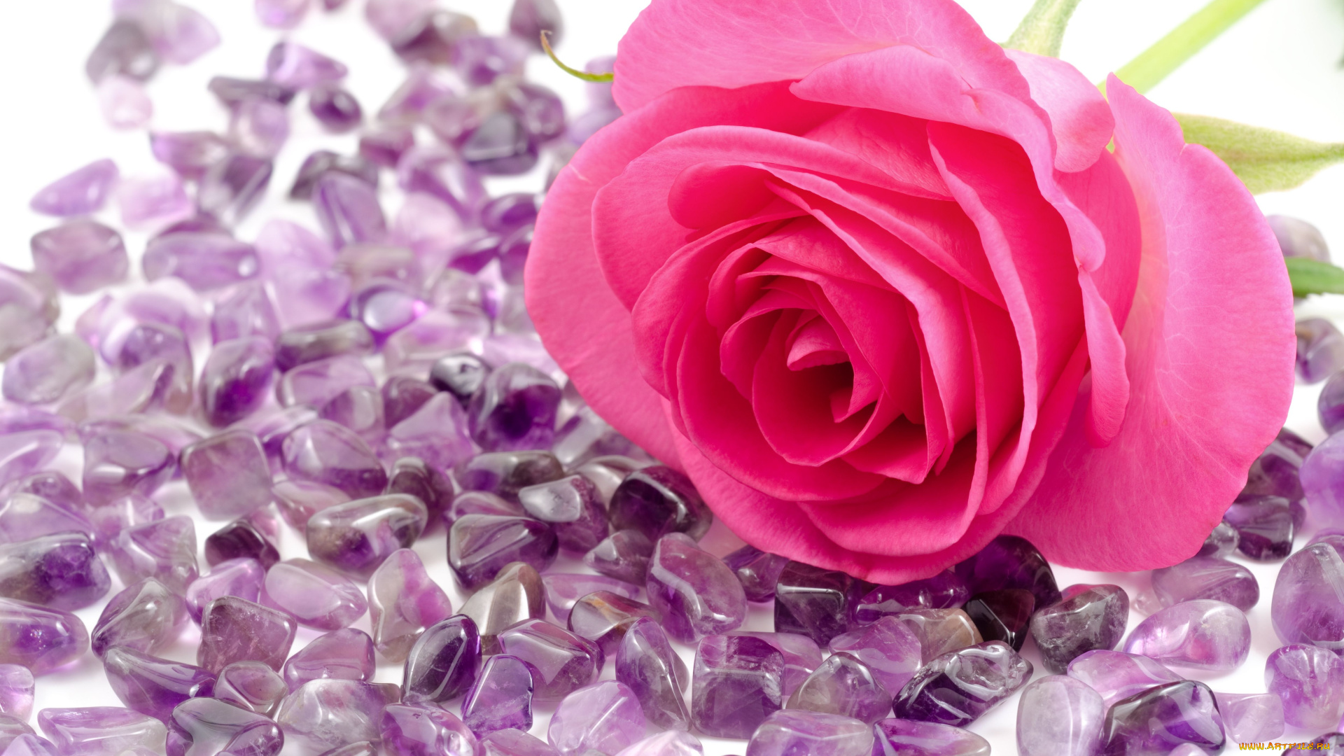 цветы, розы, бутон, камешки