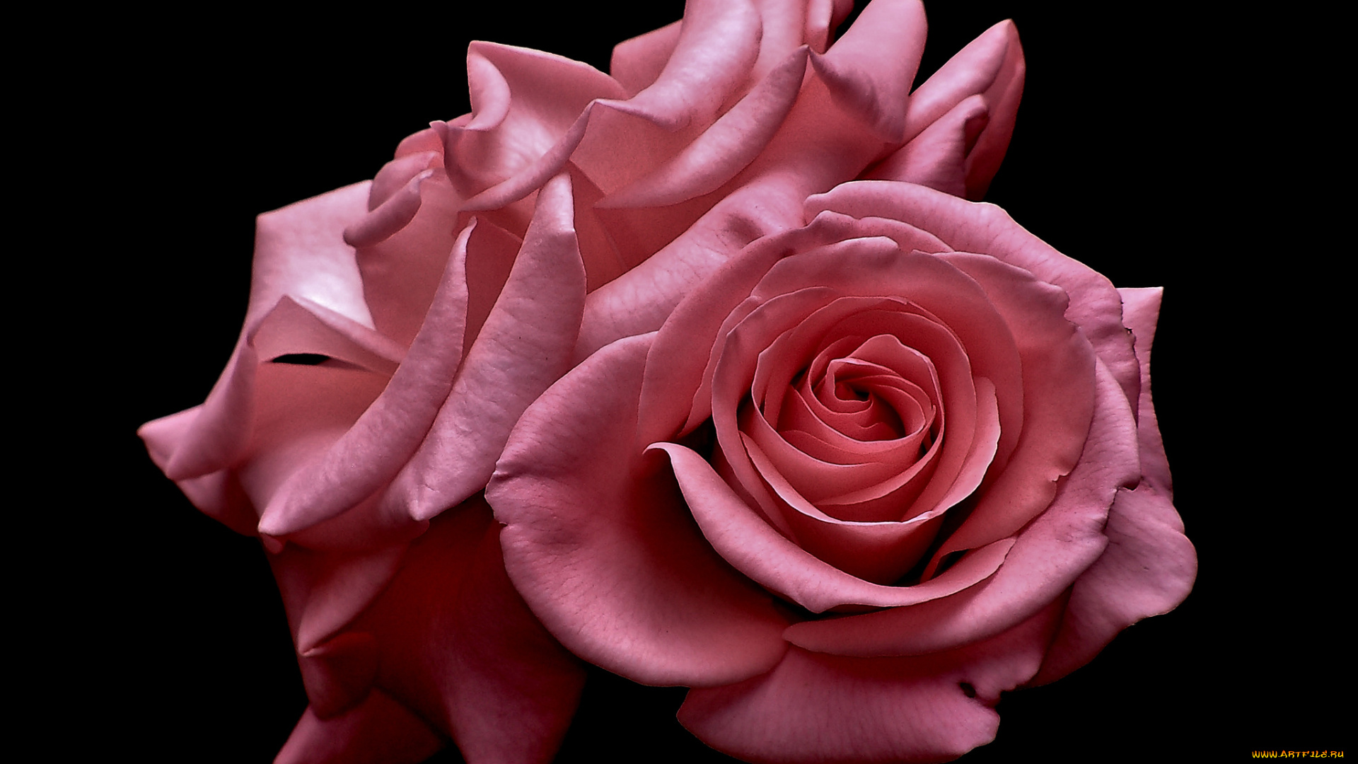 цветы, розы, лепестки, бутоны