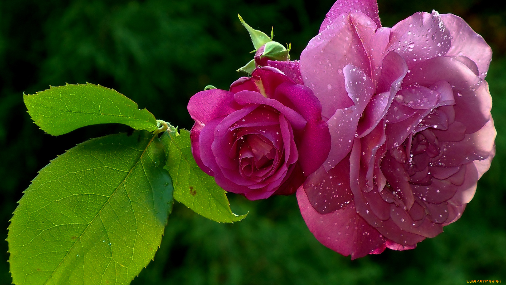 цветы, розы, лепестки, листья, капли, роса