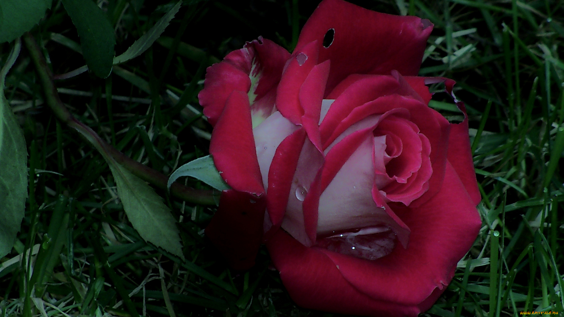 цветы, розы, трава