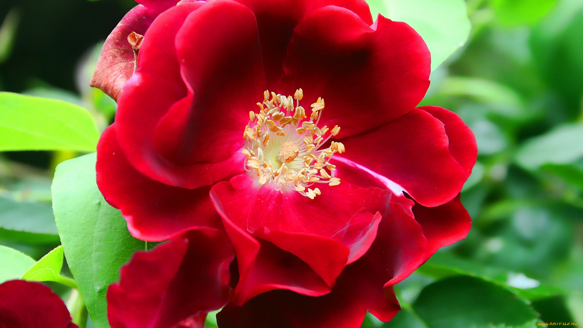 цветы, розы, яркий, красный