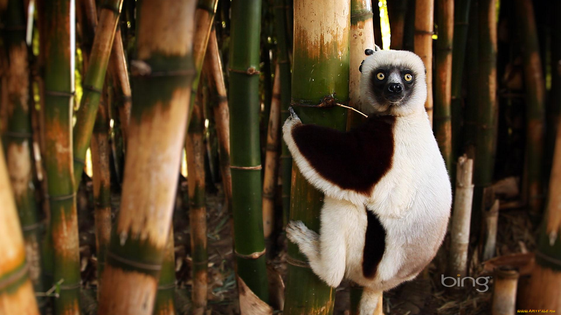 животные, лемуры