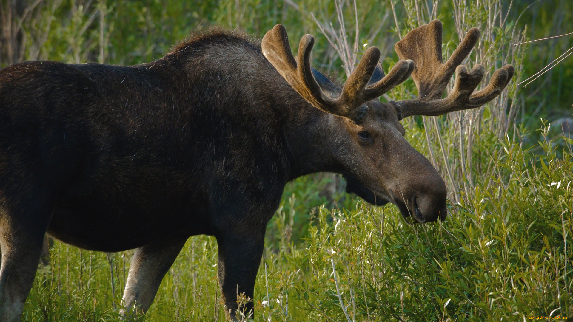 животные, лоси, рога