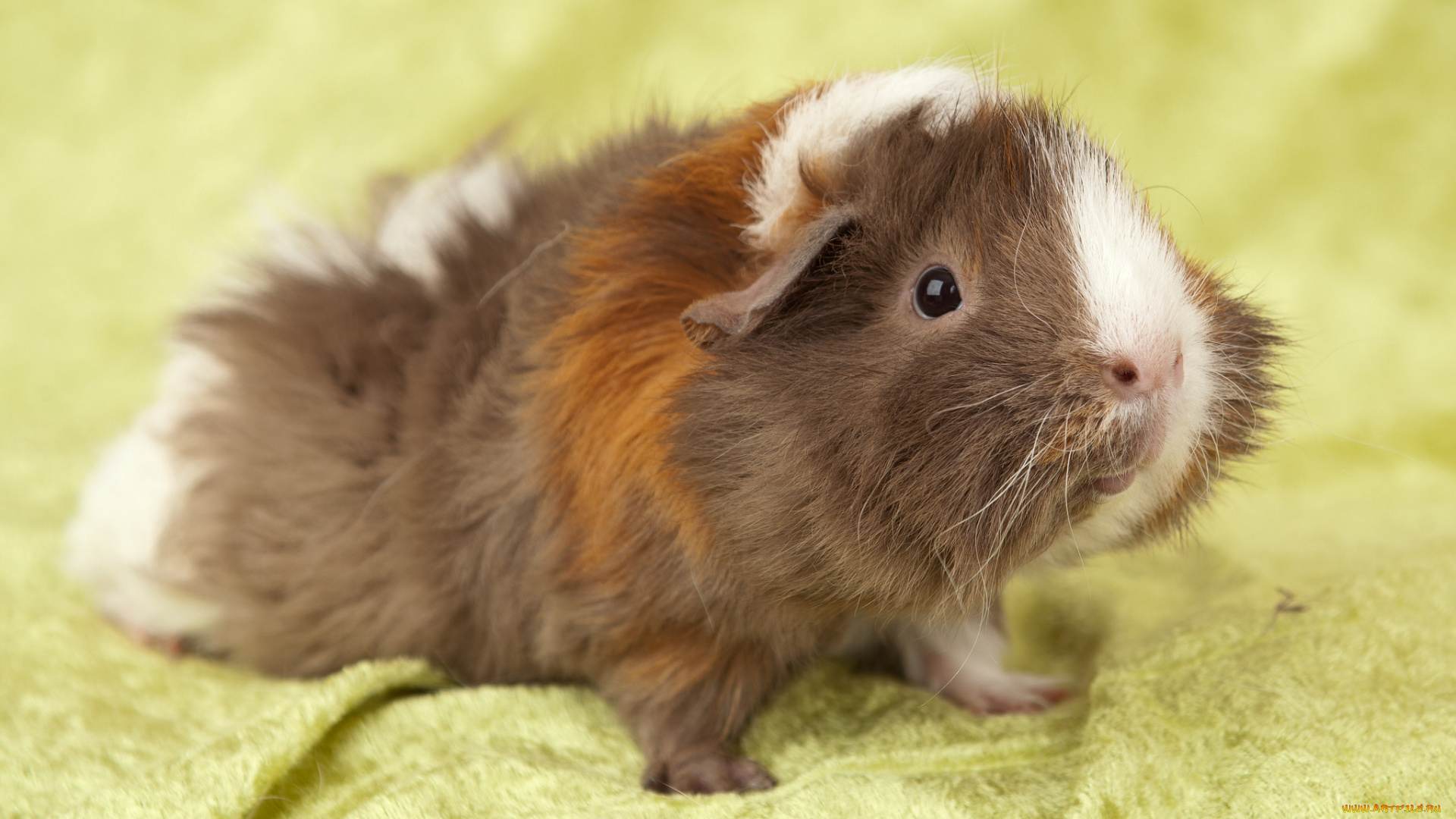 животные, морские, свинки, хомяки, пестрый, лохматый