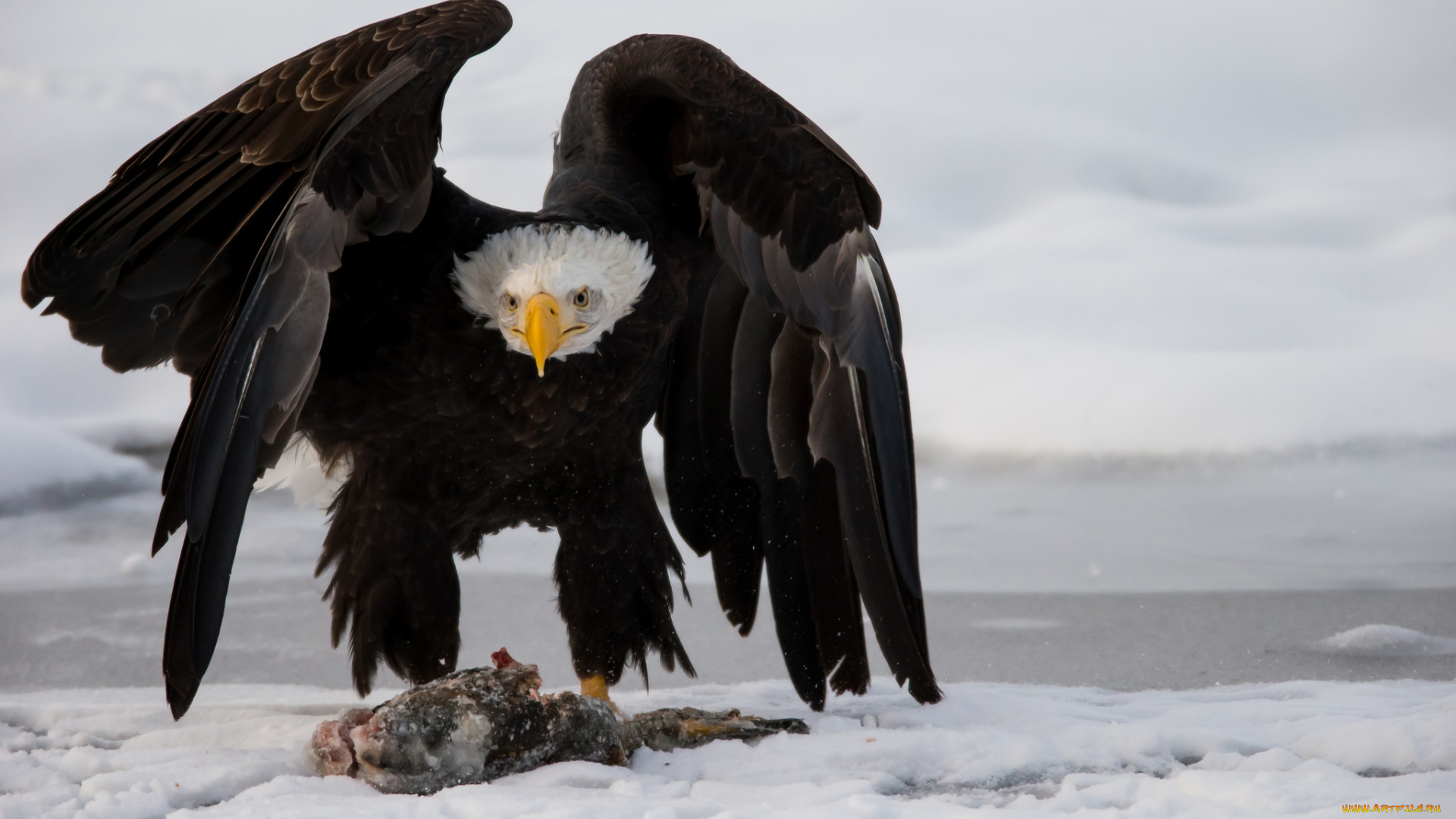 животные, птицы, хищники, добыча, крылья, хищник, орлан