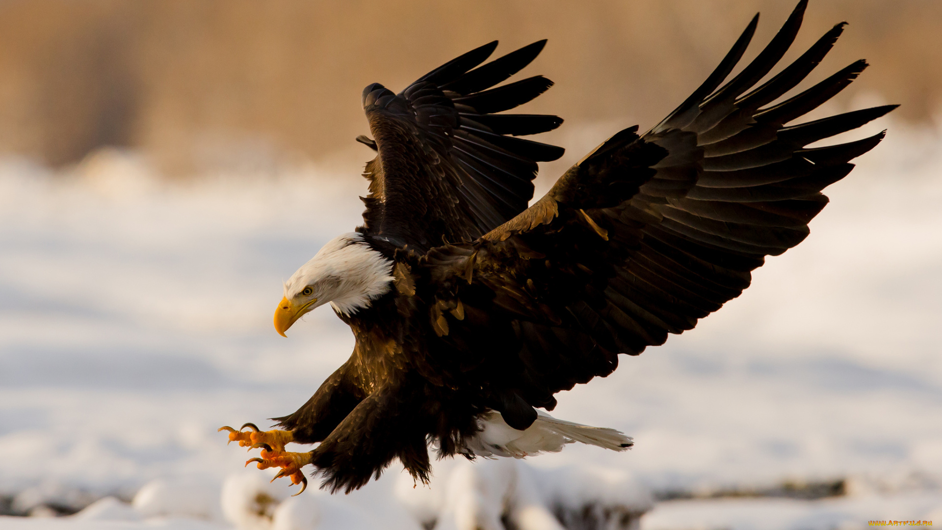 животные, птицы, хищники, орлан, крылья, посадка