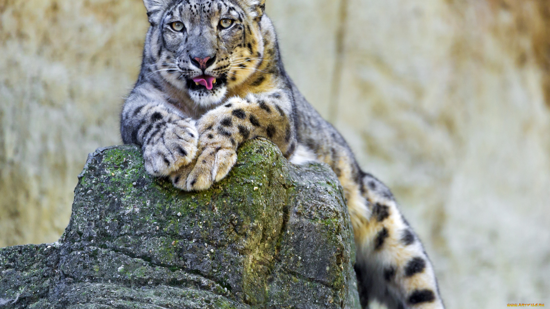 животные, снежный, барс, ирбис, язык, камень