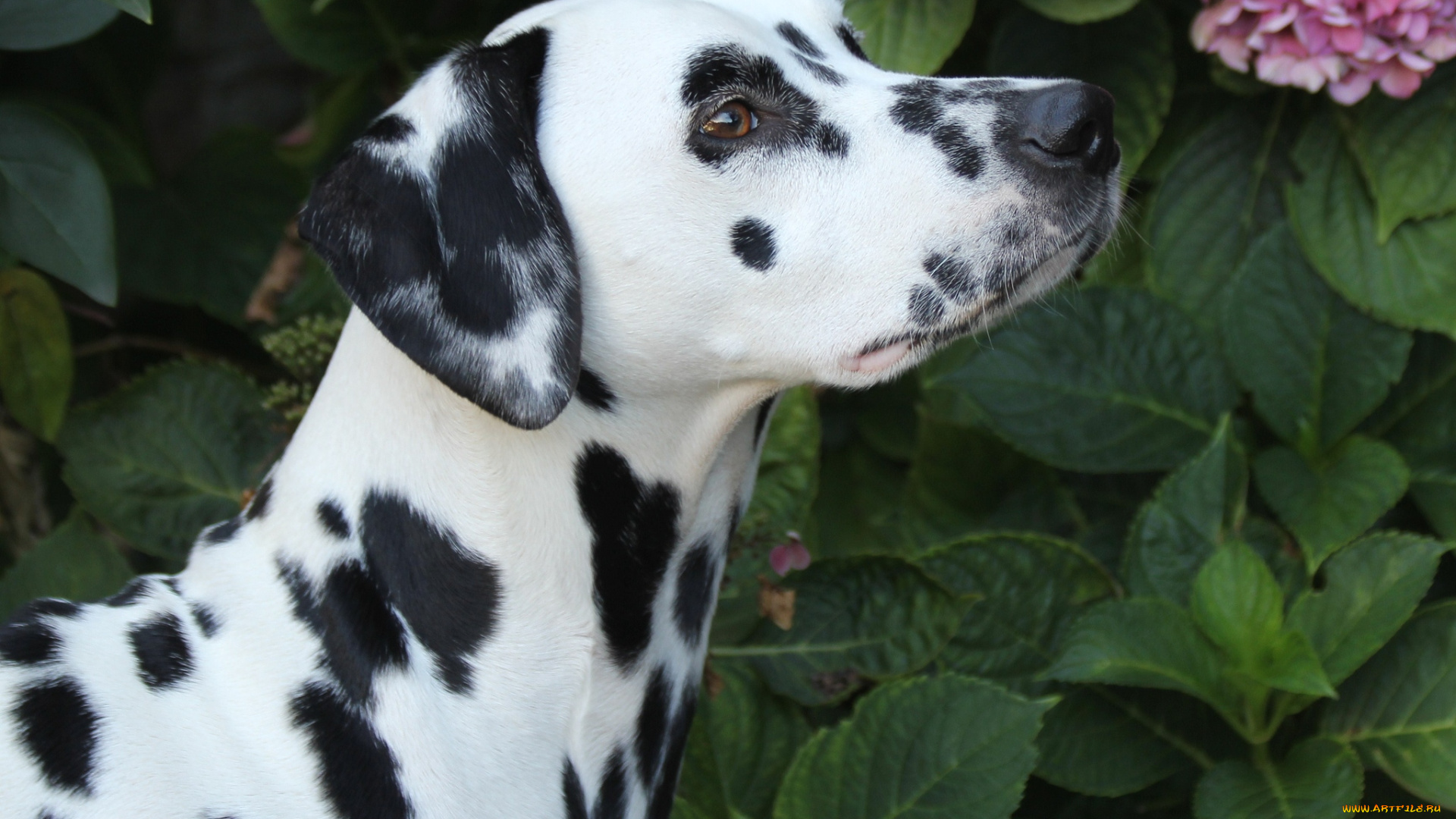 животные, собаки, далматинец
