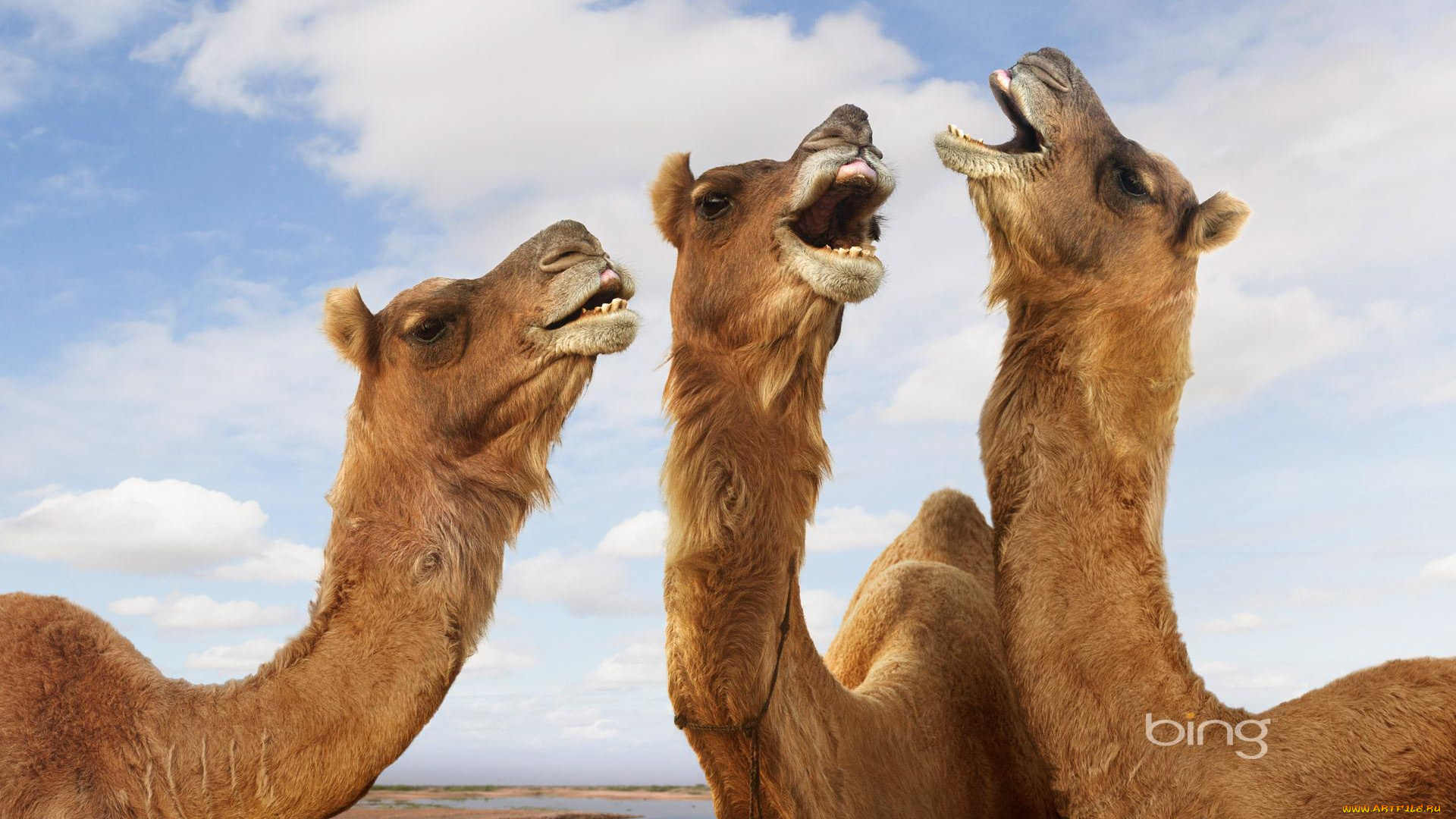 животные, верблюды