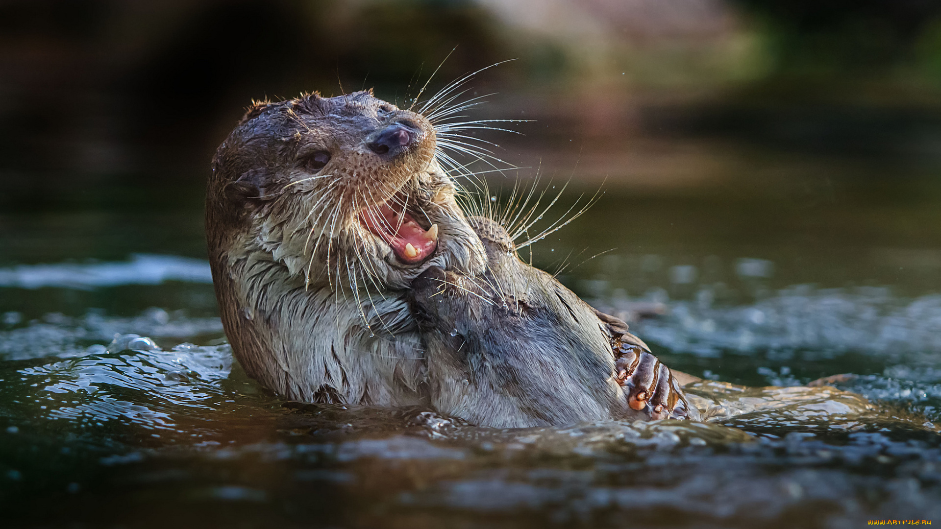 животные, выдры, каланы, ондатры